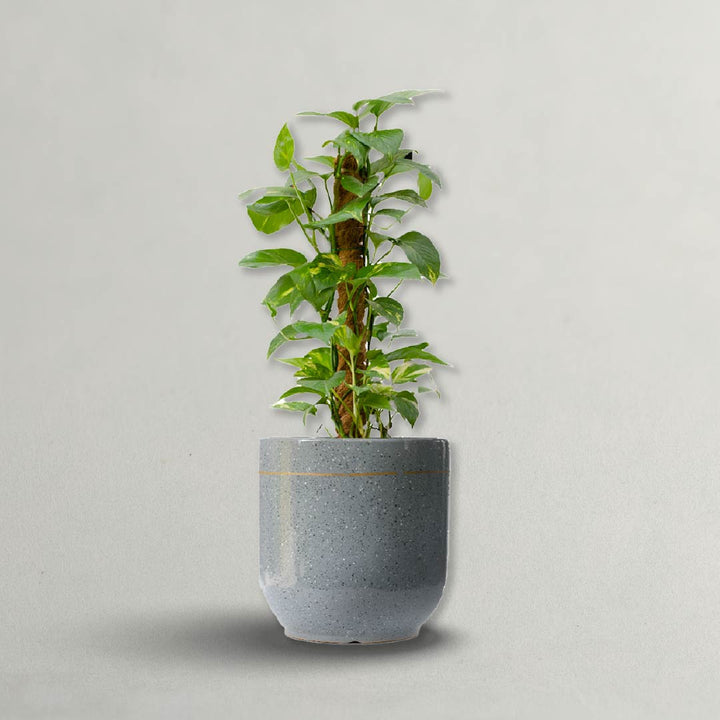 Buy Money Plant Online