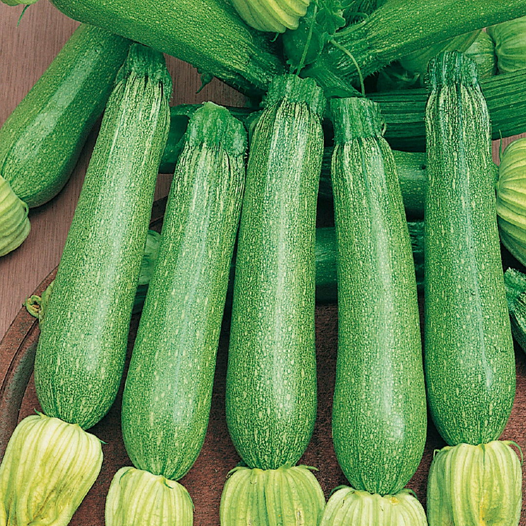 ORGANIC ESKANDARANI ZUCCHINI SEEDLING <br>شتلات كوسا إسكندراني العضوية