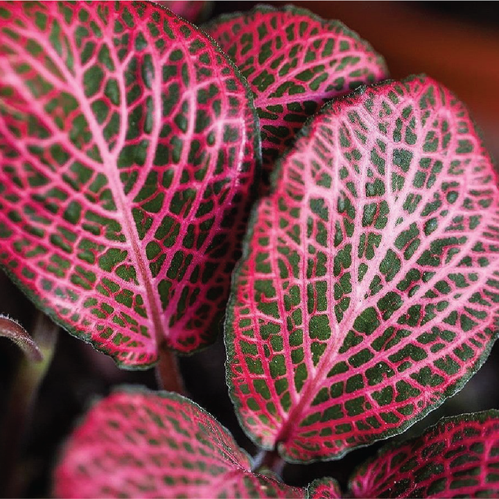 فيتونيا - نبات الأعصاب (نبات داخلي)