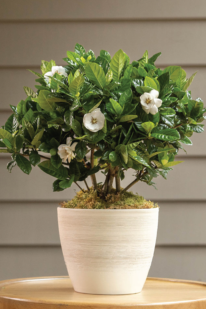 GARDENIA PLANT