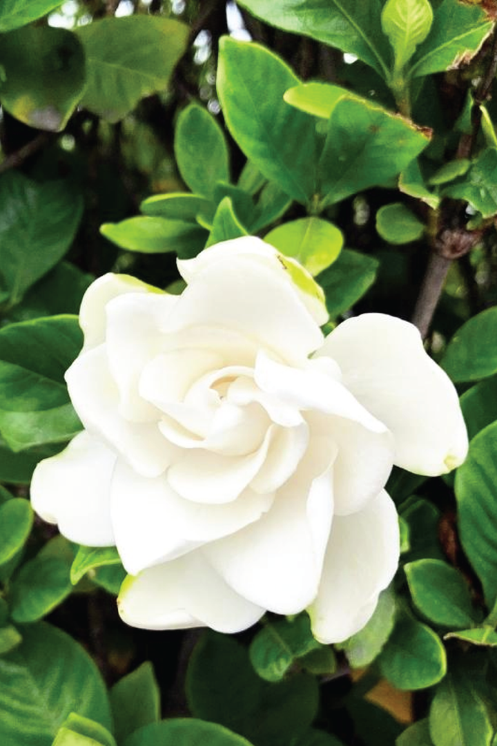 GARDENIA PLANT