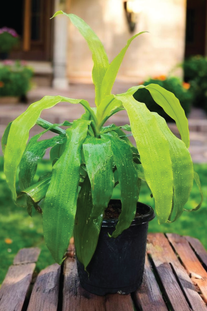 DRACAENA FRAGRANS LIMELIGHT