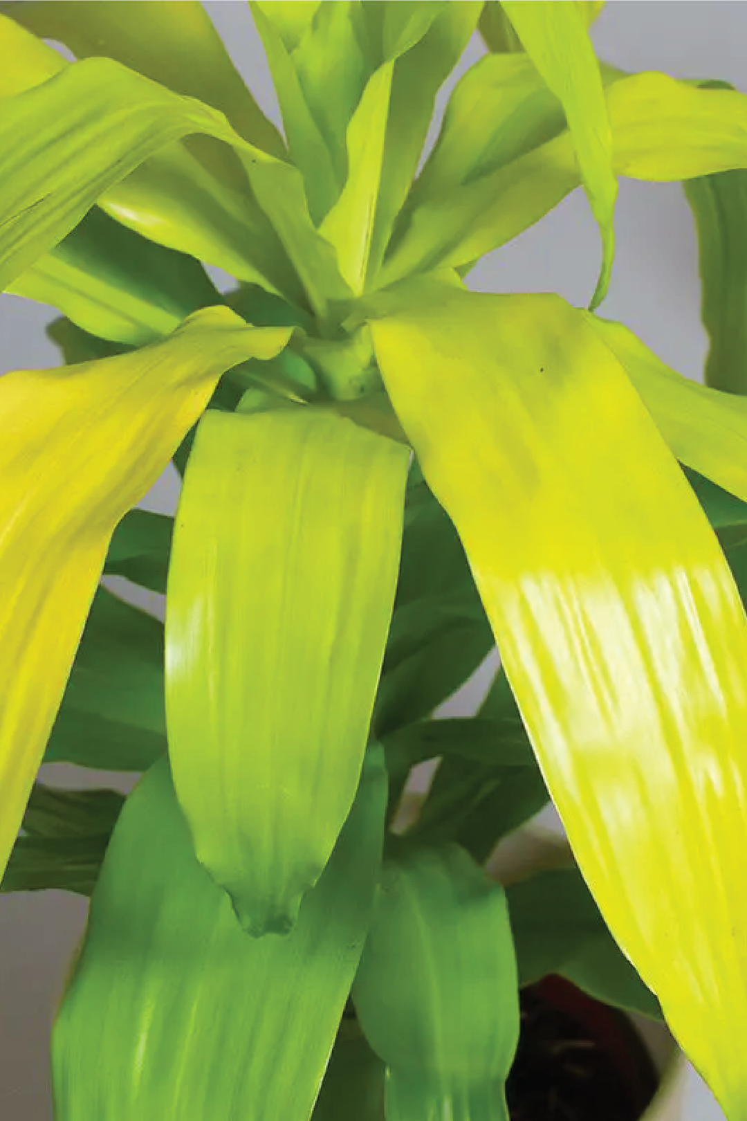 DRACAENA FRAGRANS LIMELIGHT