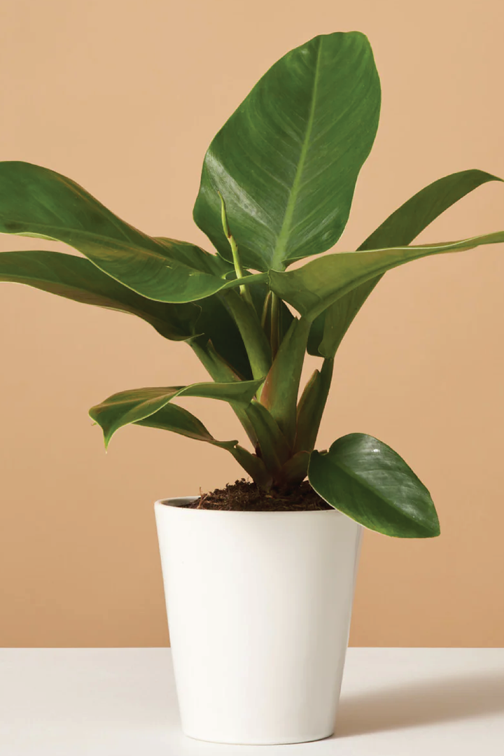 PHILODENDRON IMPERIAL PLANT