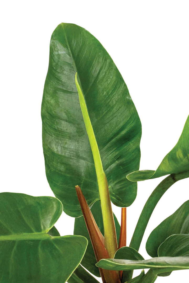 PHILODENDRON IMPERIAL PLANT