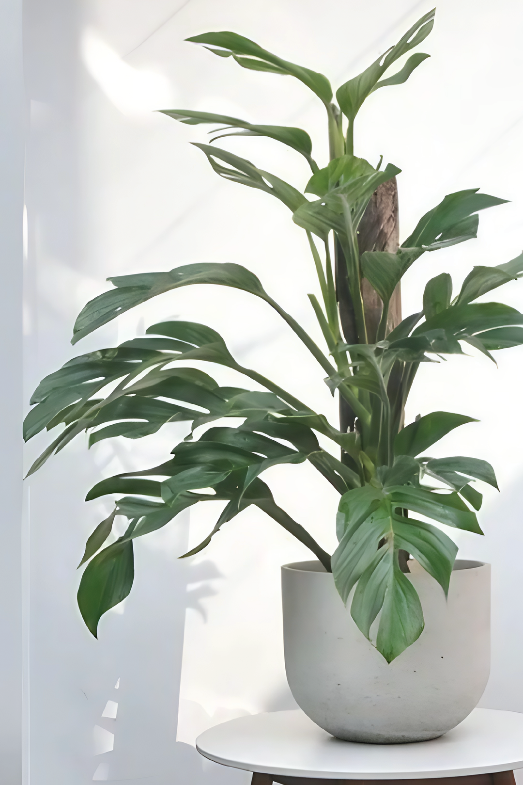 MONSTERA PINNATIPARTITA PLANT