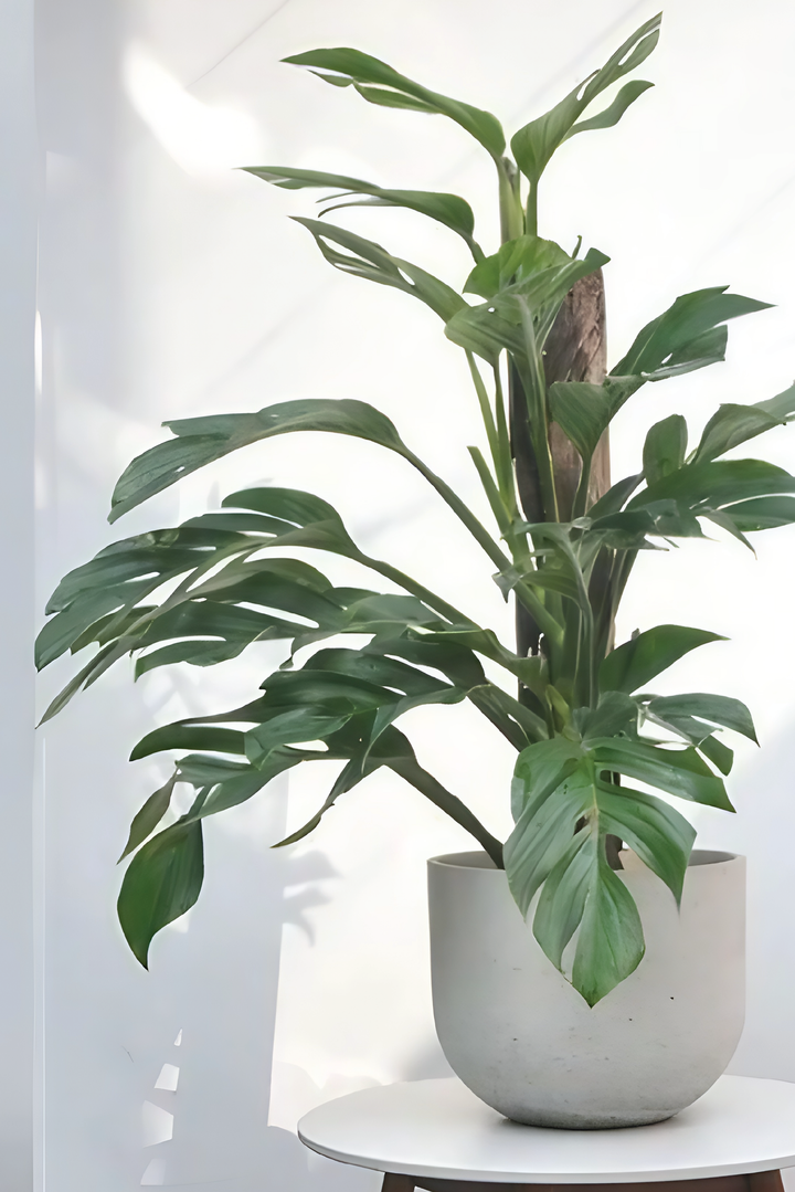 MONSTERA PINNATIPARTITA PLANT