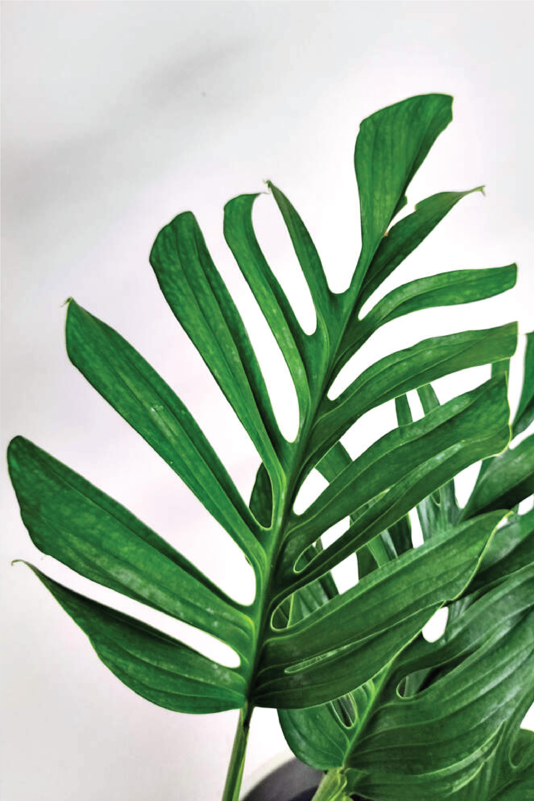 MONSTERA PINNATIPARTITA PLANT