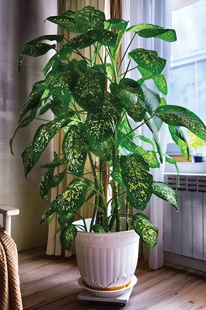 DIEFFENBACHIA PLANT