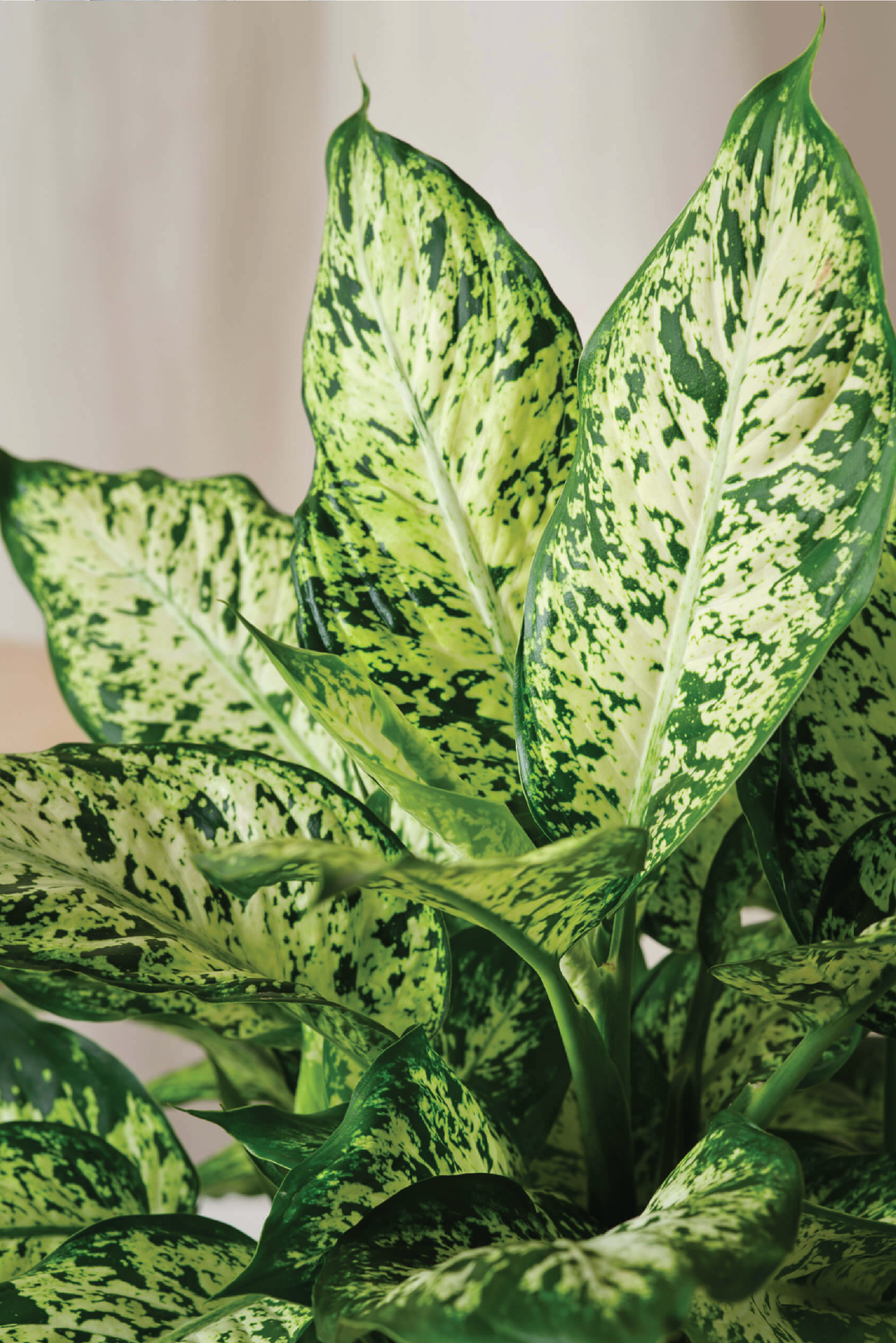 DIEFFENBACHIA PLANT