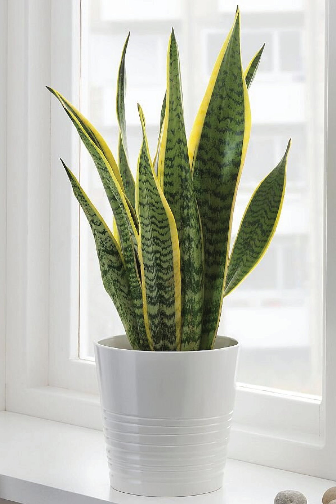 SNAKE PLANT