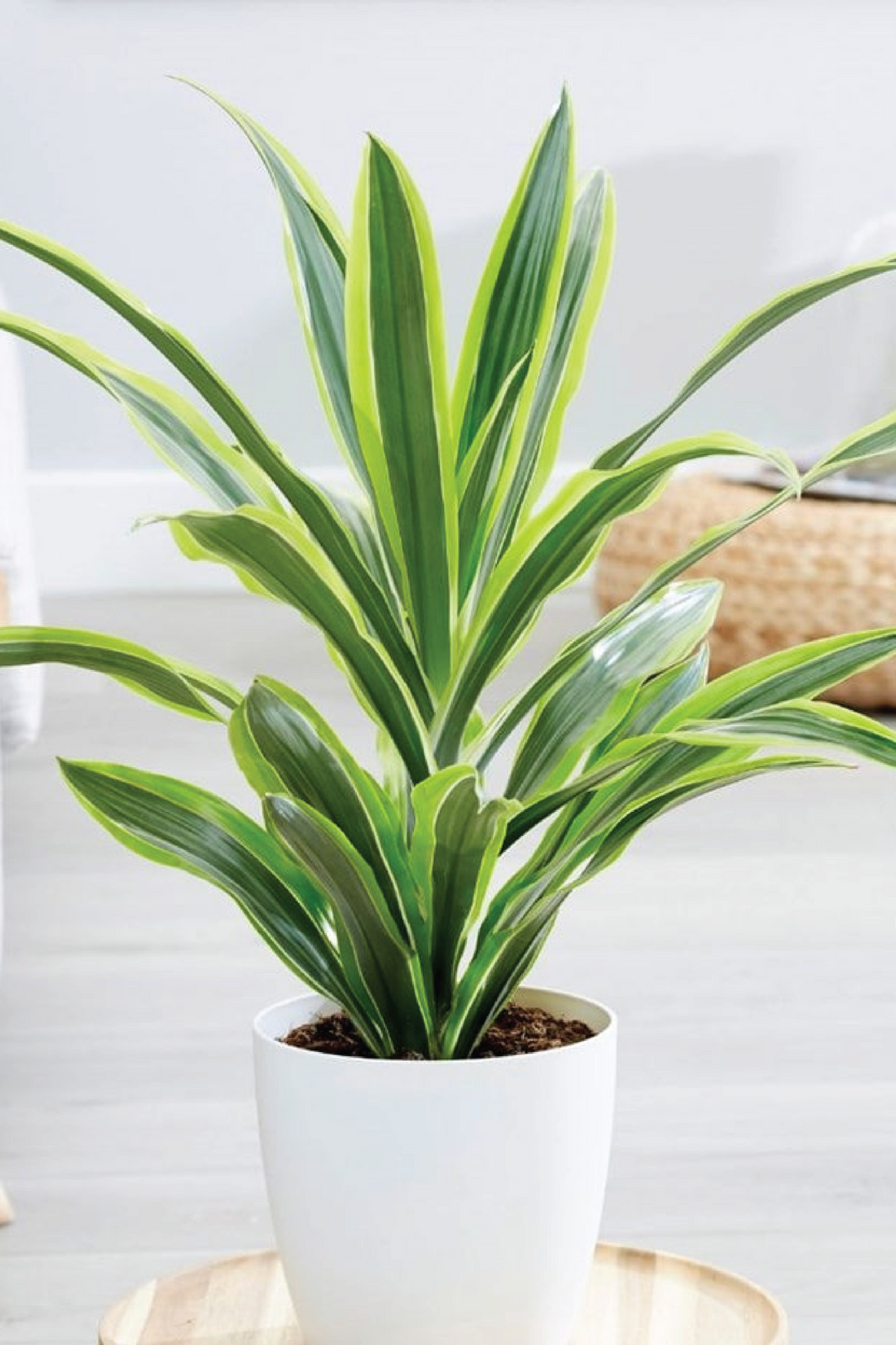 DRACAENA FRAGRANS PLANT