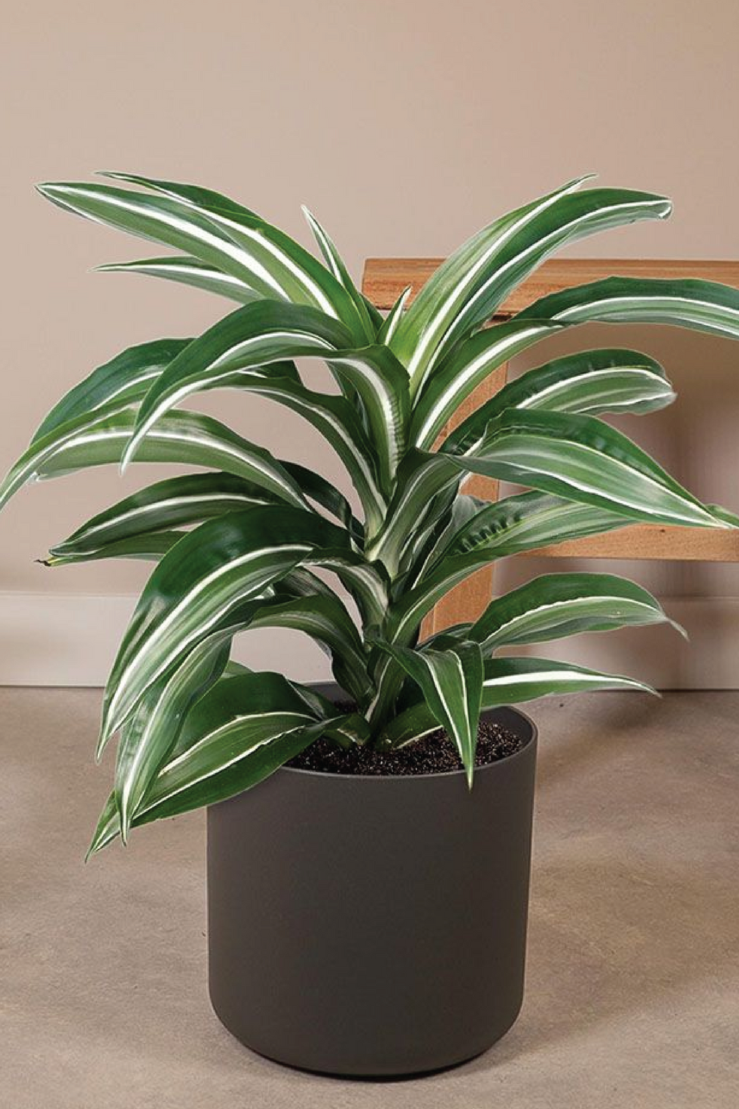 DRACAENA FRAGRANS WHITE PLANT