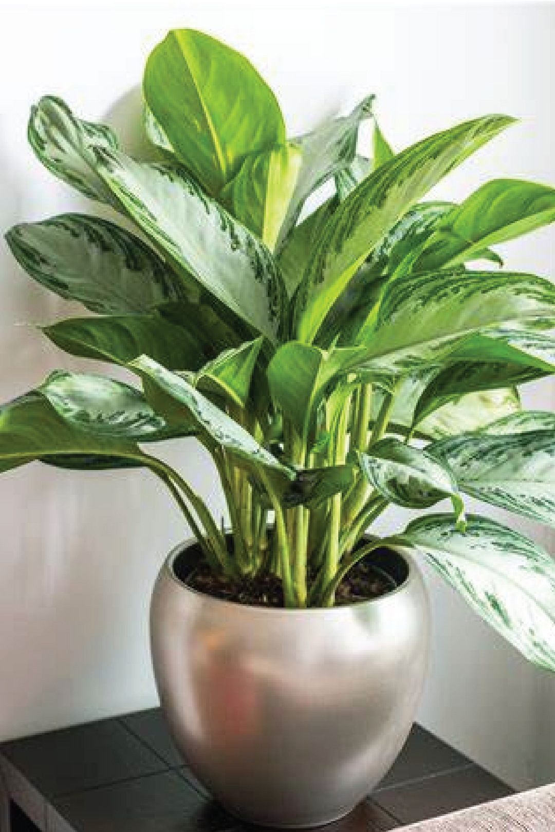 أجلاونيما سيلفر باي - شجرة صينية دائمة الخضرة