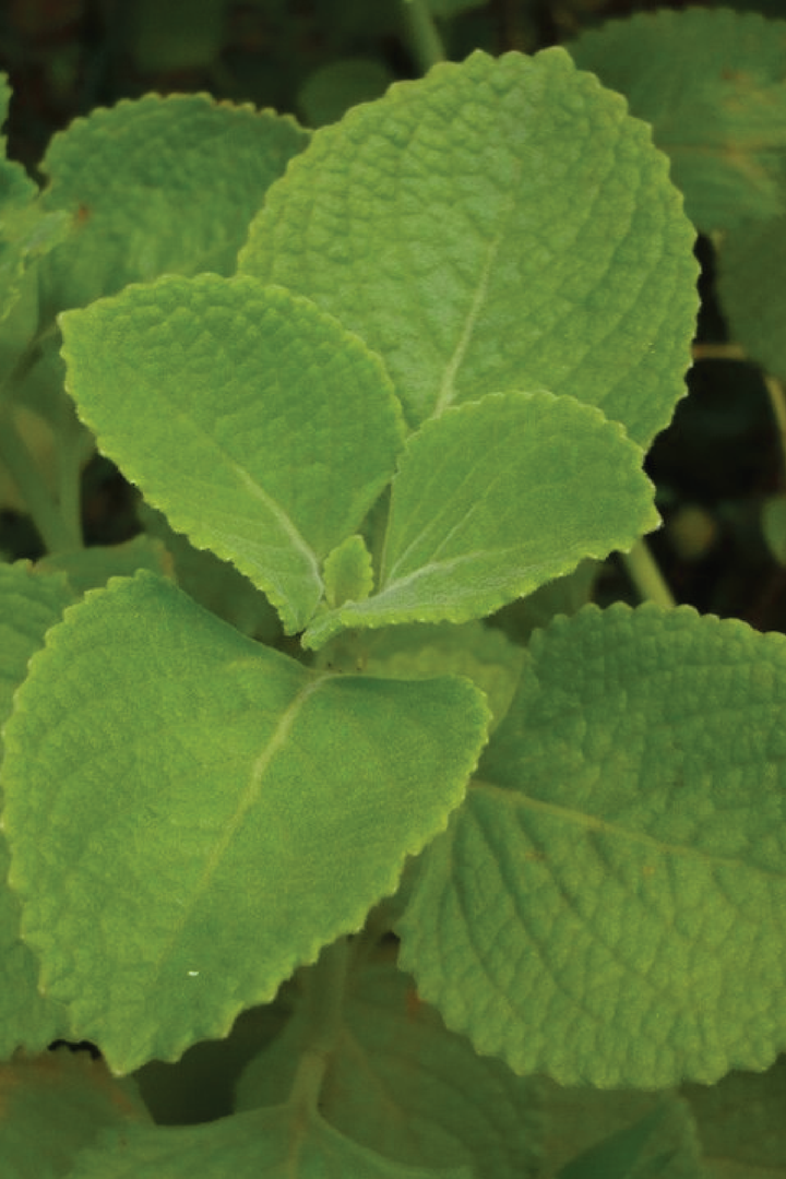 AJWAIN PLANT <br> نبات الأجوان
