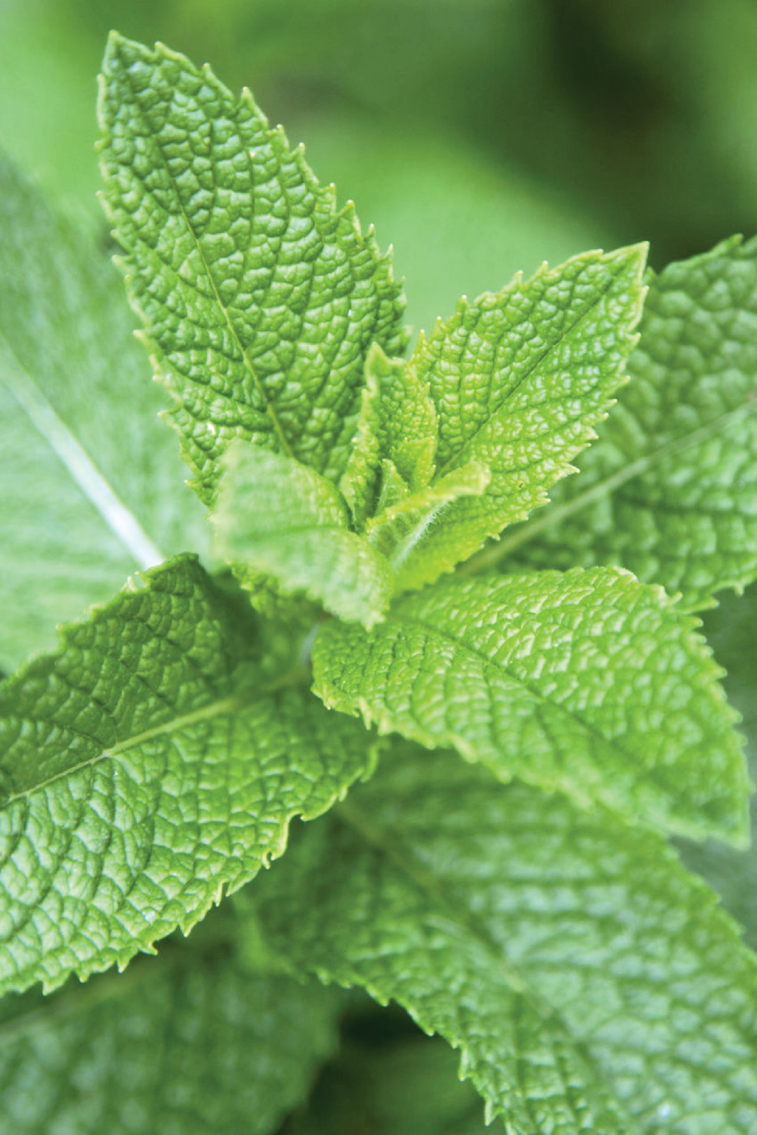 MINT PLANT<br> نبات النعناع