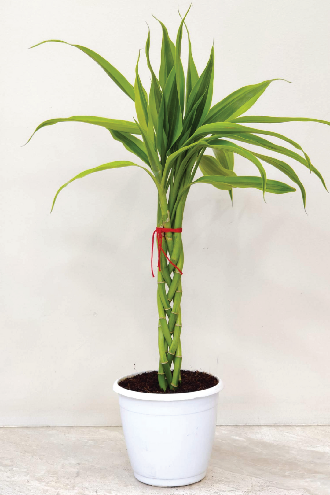DRACAENA SANDERIANA STICK