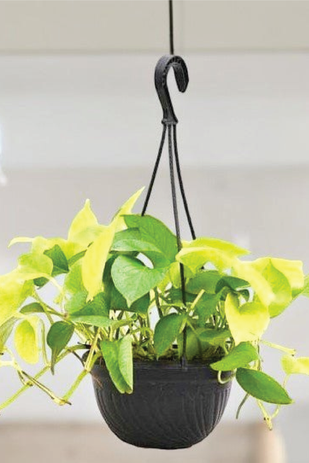 VARIGATED MONEY PLANT HANGING