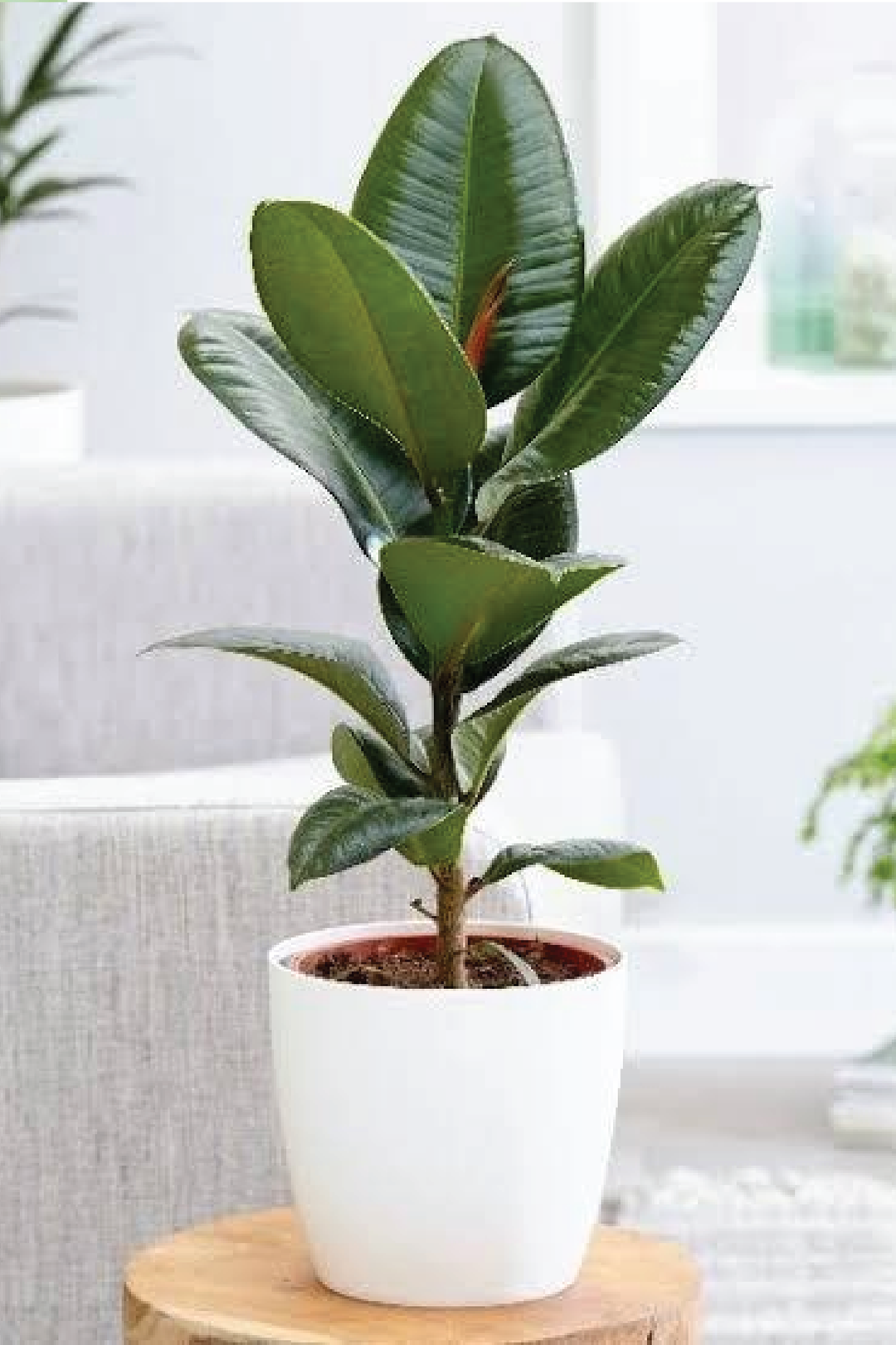 RUBBER PLANT GREEN