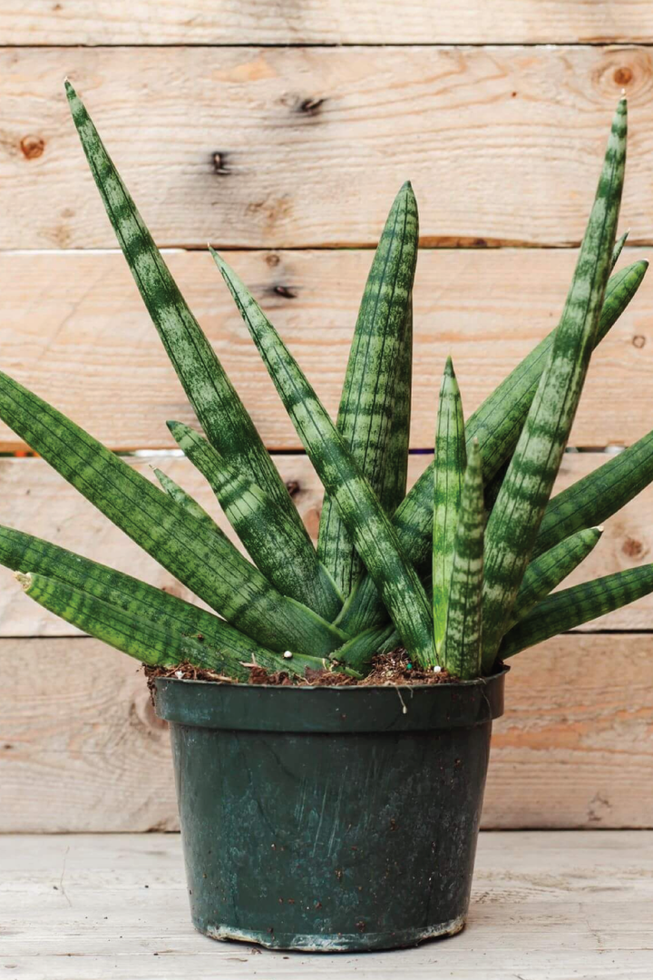 نبات سانسيفيريا بونسل نجم البحر الثعباني