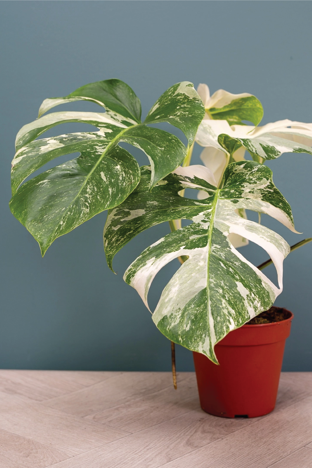RARE VARIGATED MONSTERA THAI CONSTELLATION PLANT