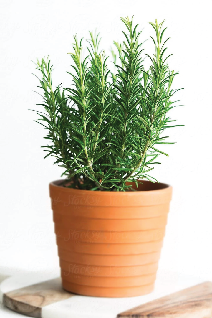 ROSEMARY PLANT