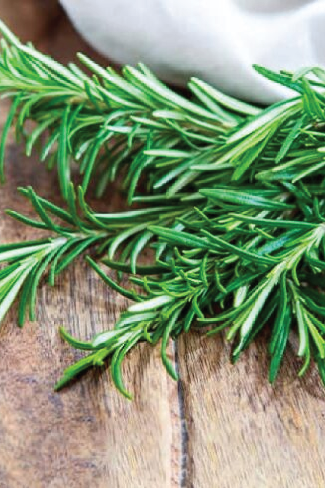 ROSEMARY PLANT