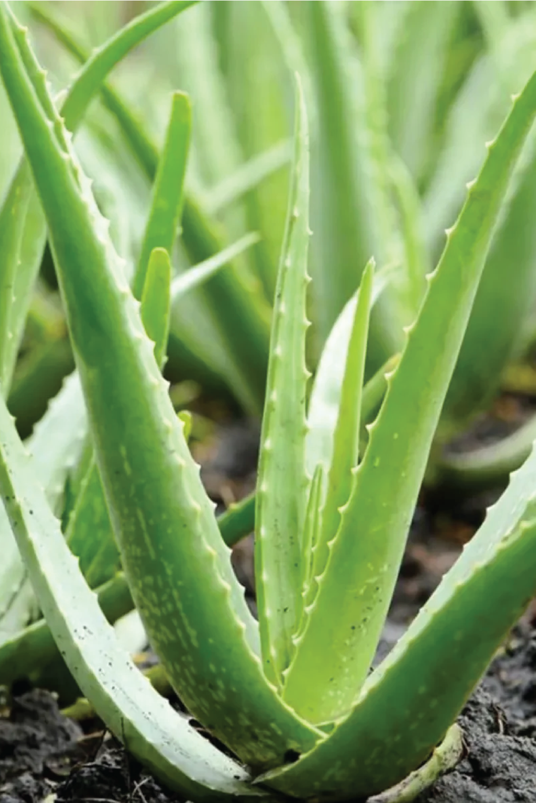 ALOE VERA PLANT