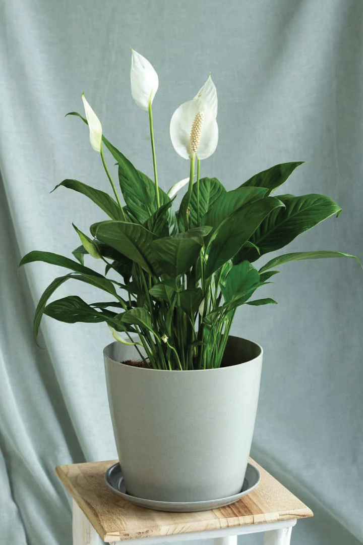 PEACE LILY  PLANT