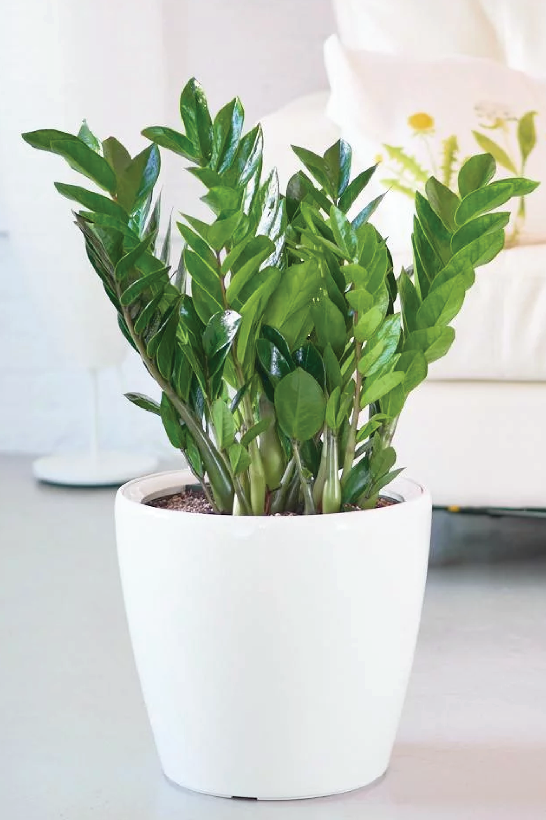 ZZ PLANT (ZAMIOCULCAS ZAMIIFOLIA)