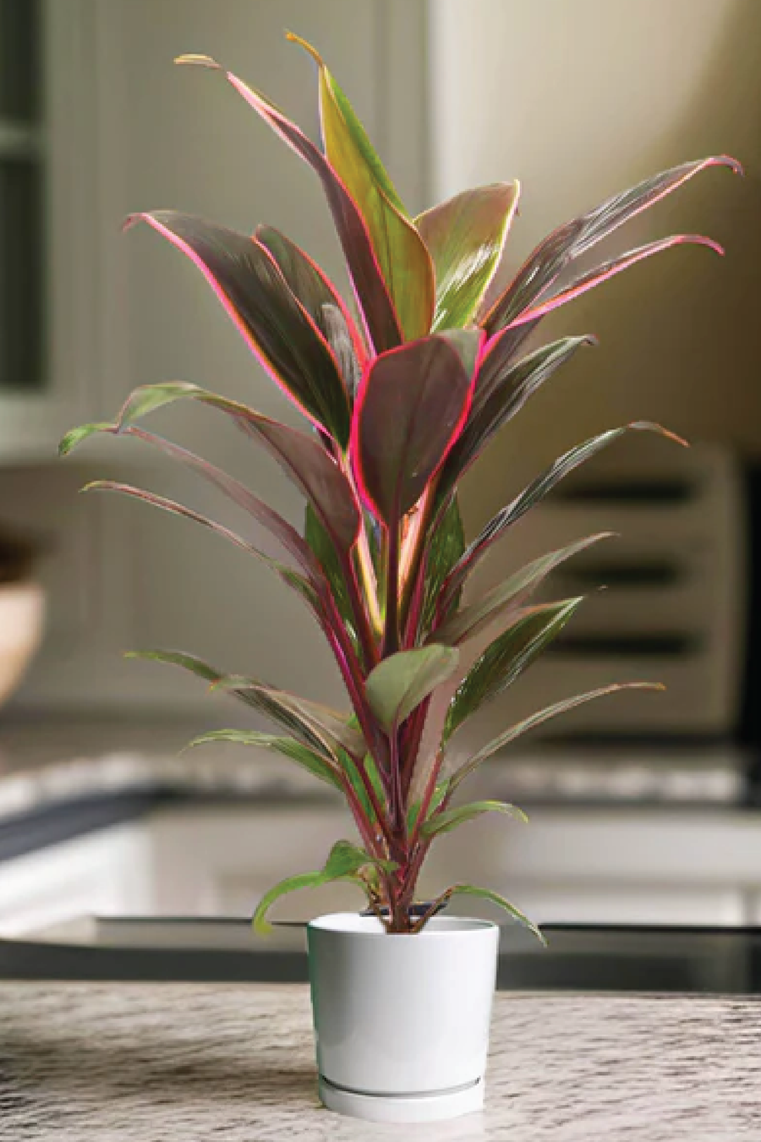 نبات الكورديلاين رومبا | نبات رومبا تي (ارتفاع 70 سم)