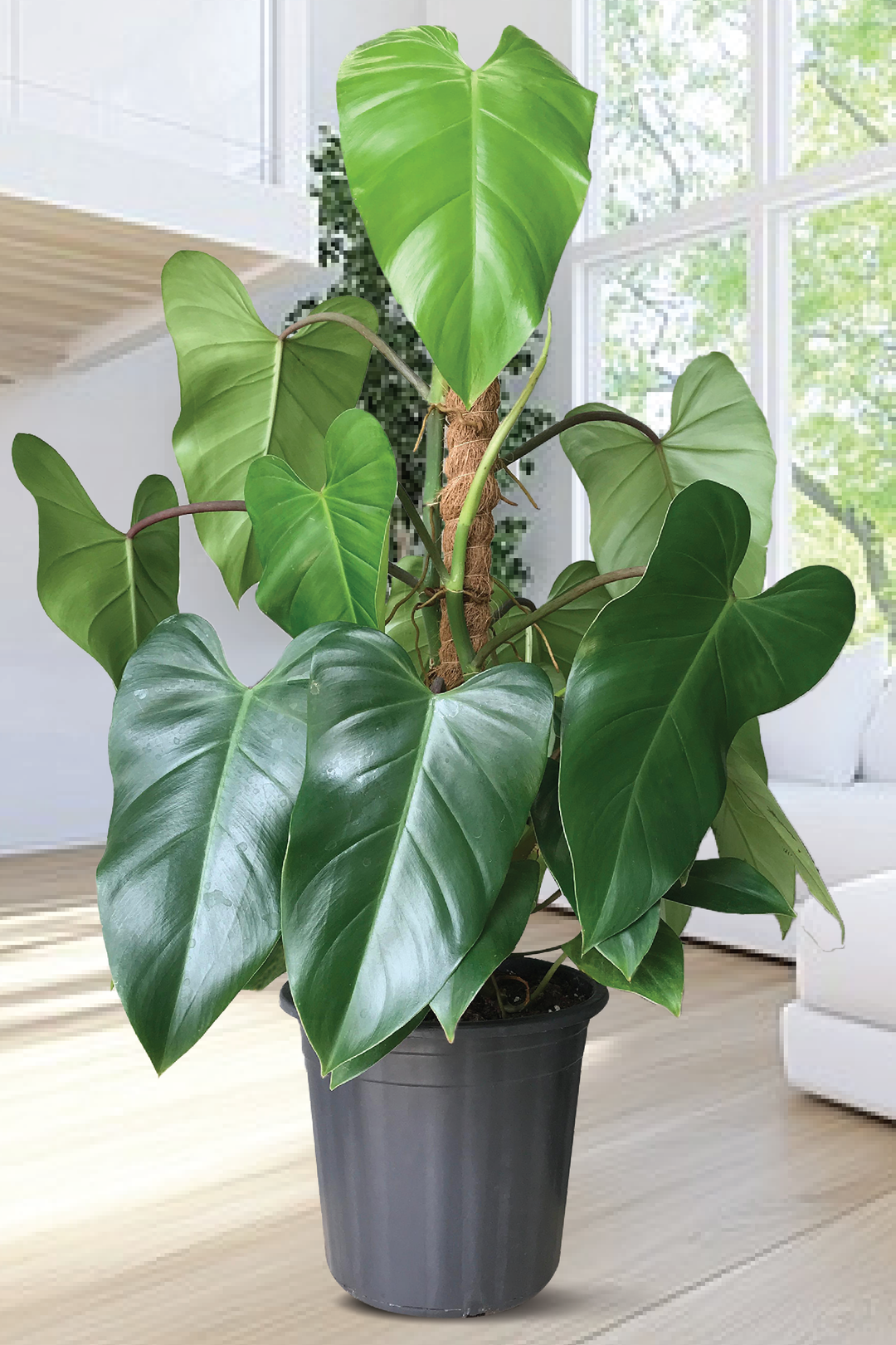 PHILODENDRON RUGOSUM PLANT