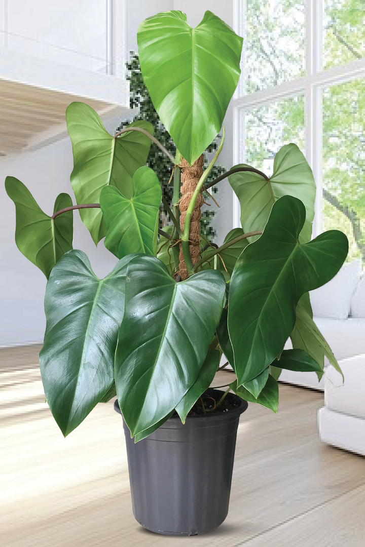 PHILODENDRON RUGOSUM PLANT