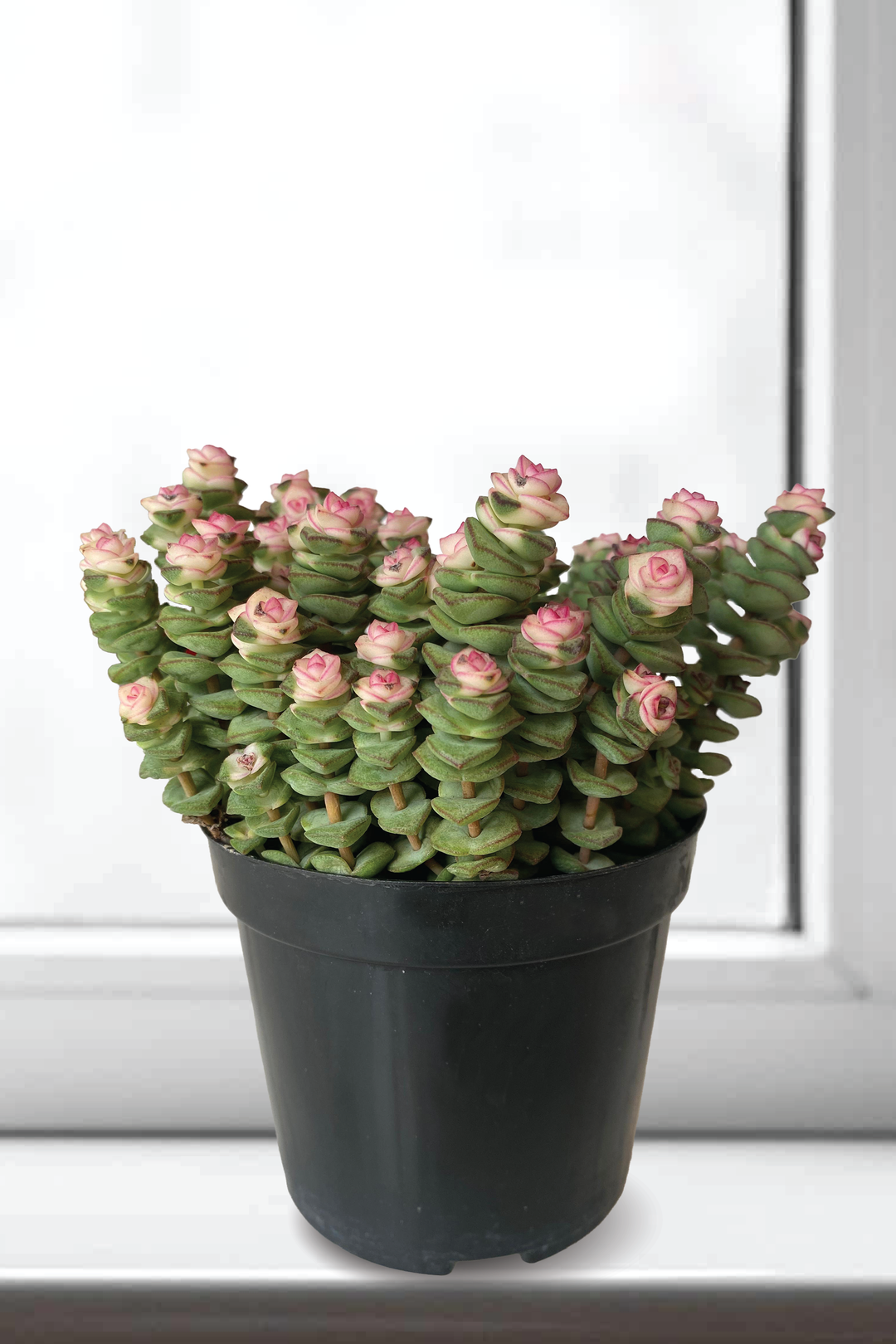 CRASSULA JADE NECKLACE