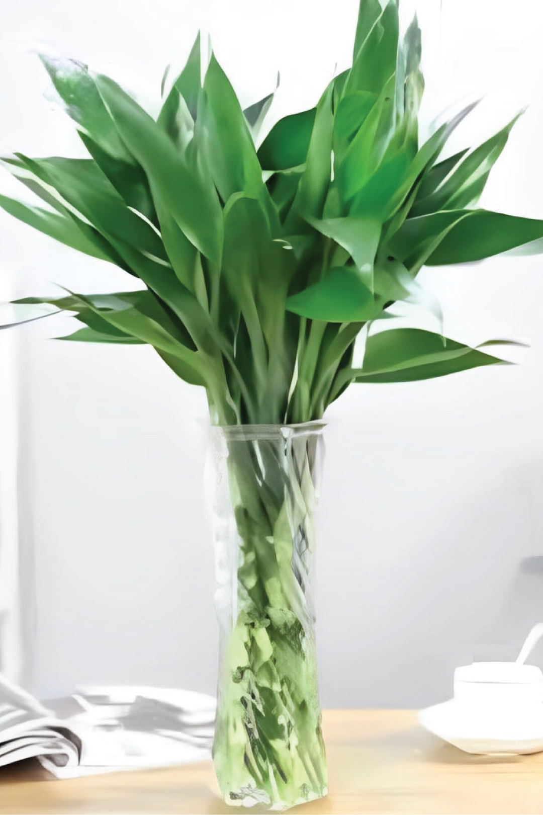 DRACAENA SANDERIANA STICK