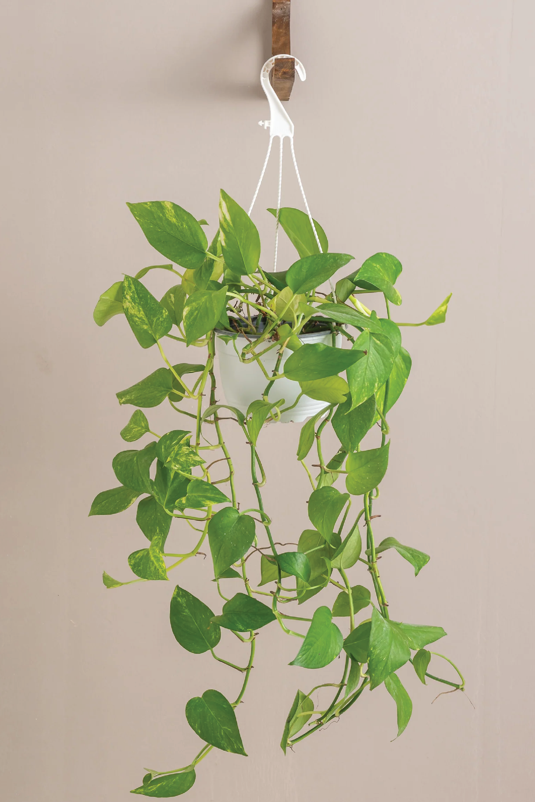 HANGING MONEY PLANT