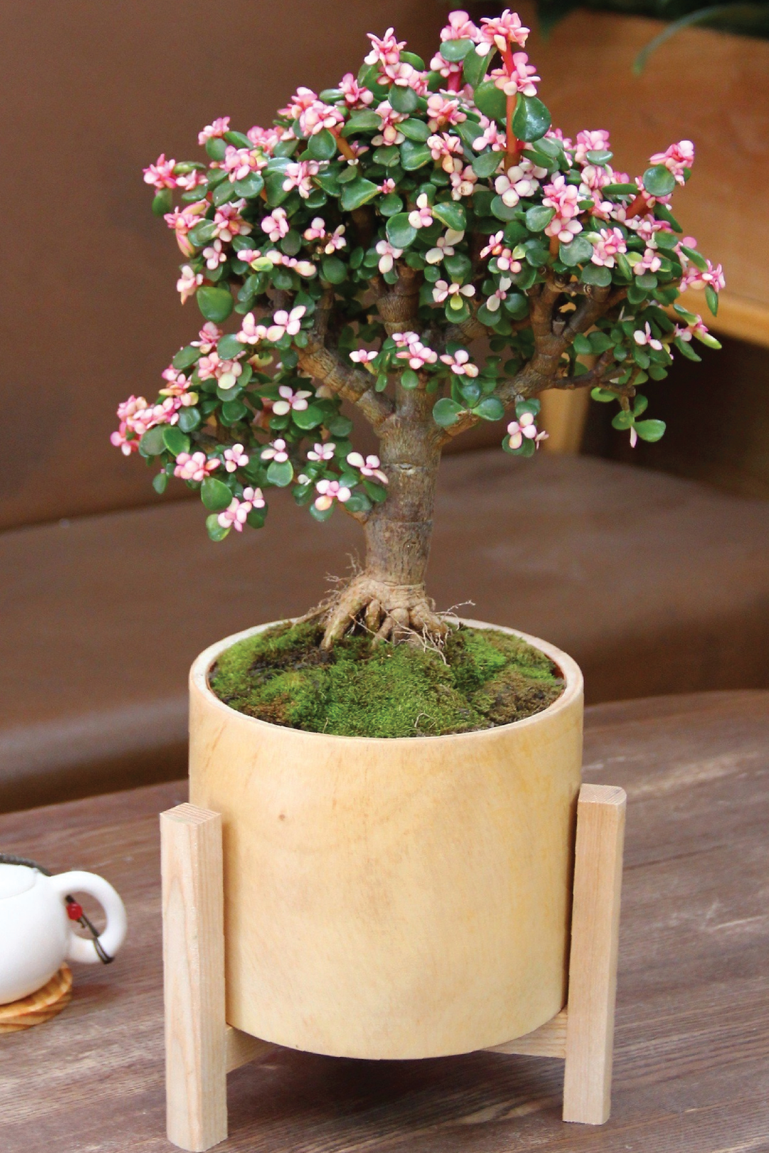 DWARF JADE AFRA PLANT