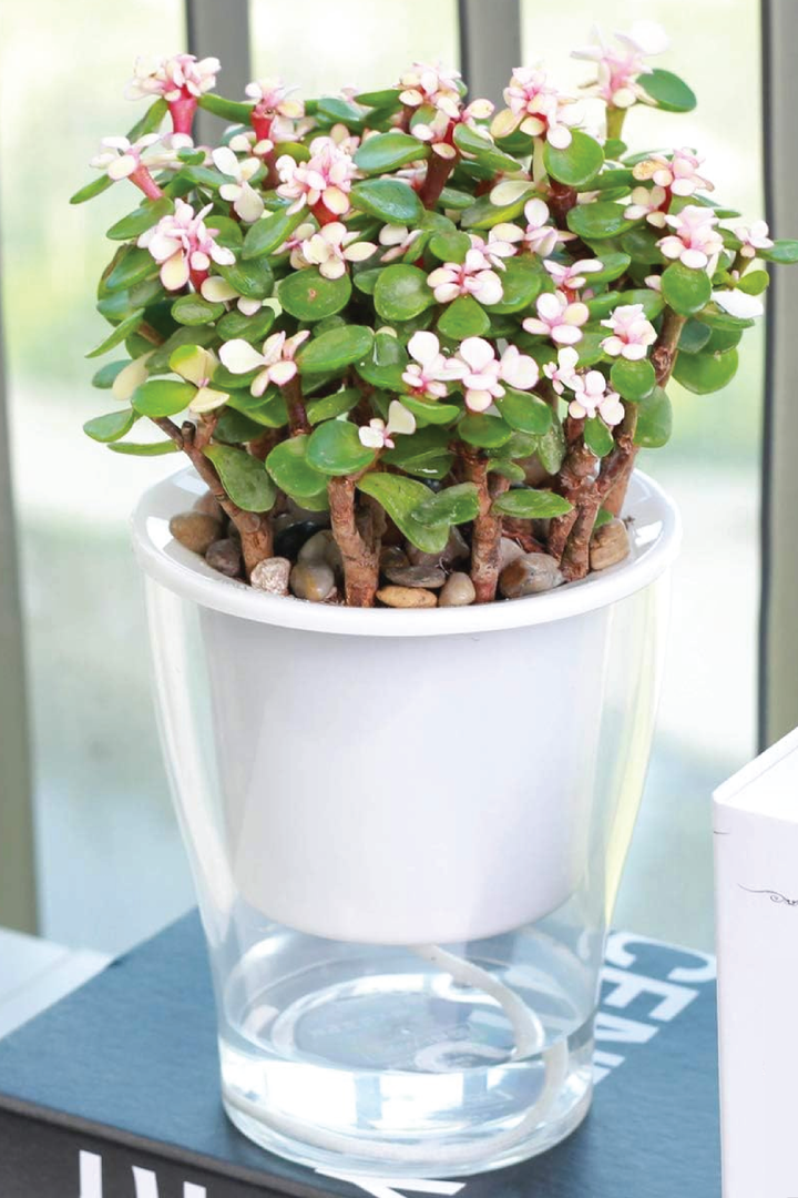 PORTULACARIA AFRA PLANT