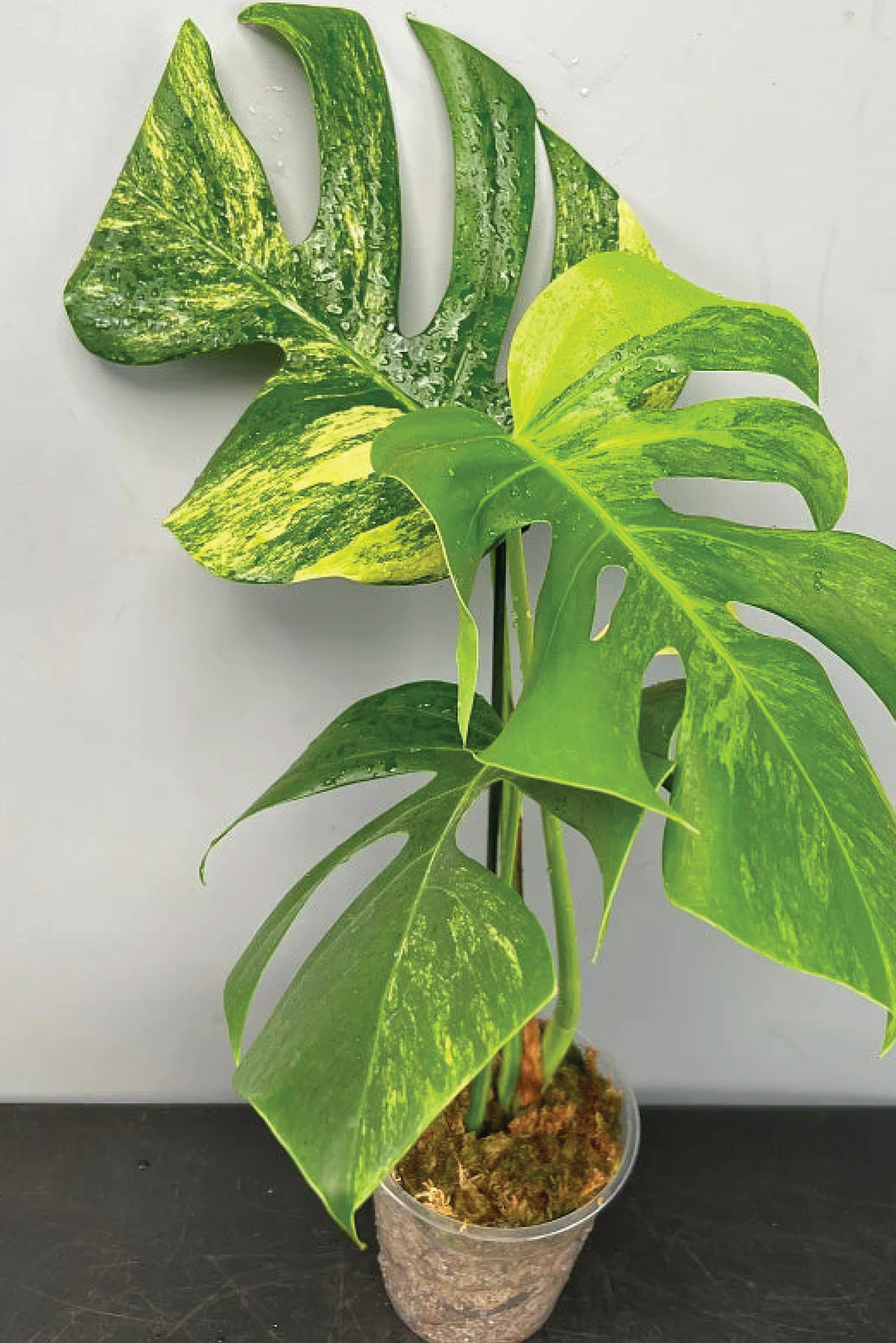 MONSTERA THAI CONSTELLATION RARE VARIGATED PLANT