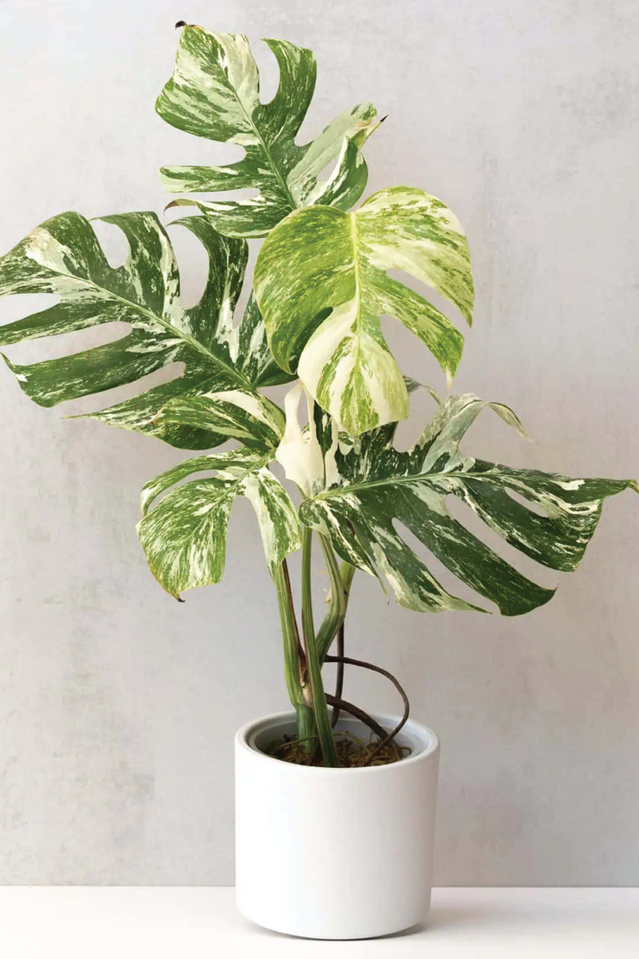 MONSTERA THAI CONSTELLATION RARE VARIGATED PLANT