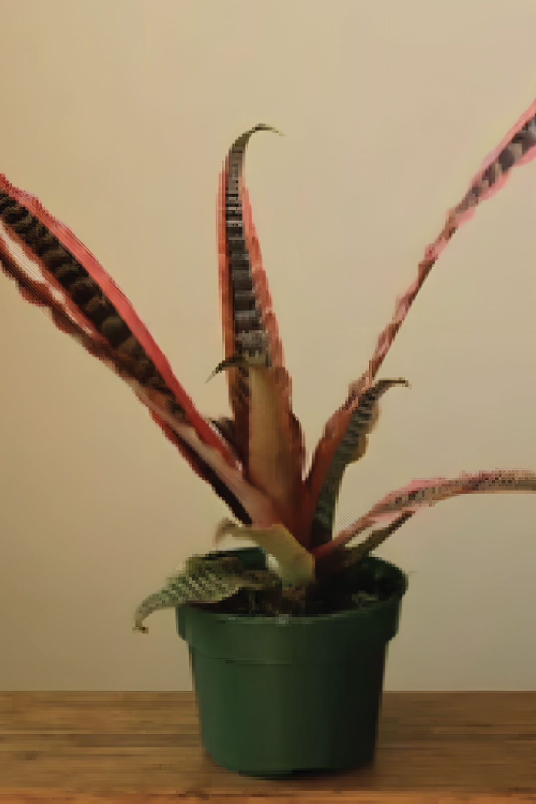 CRYPTANTHUS BIVITTATUS PLANT