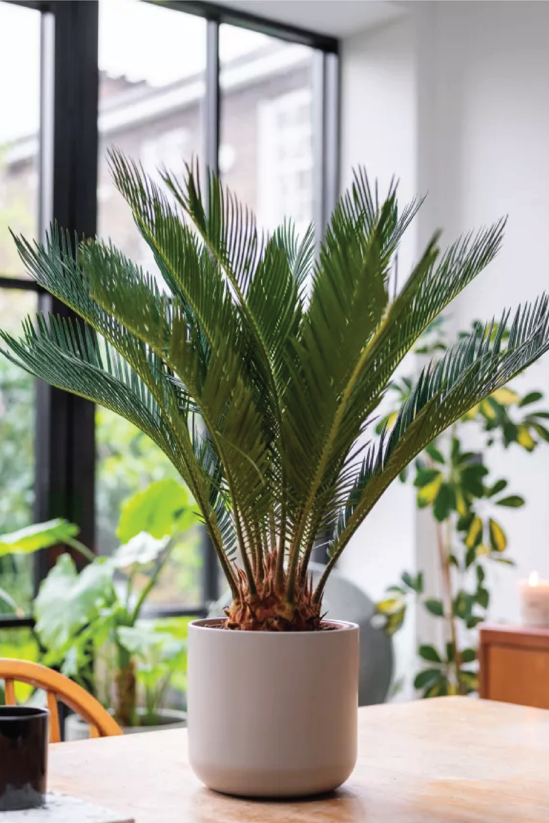 SAGO PALM PLANT