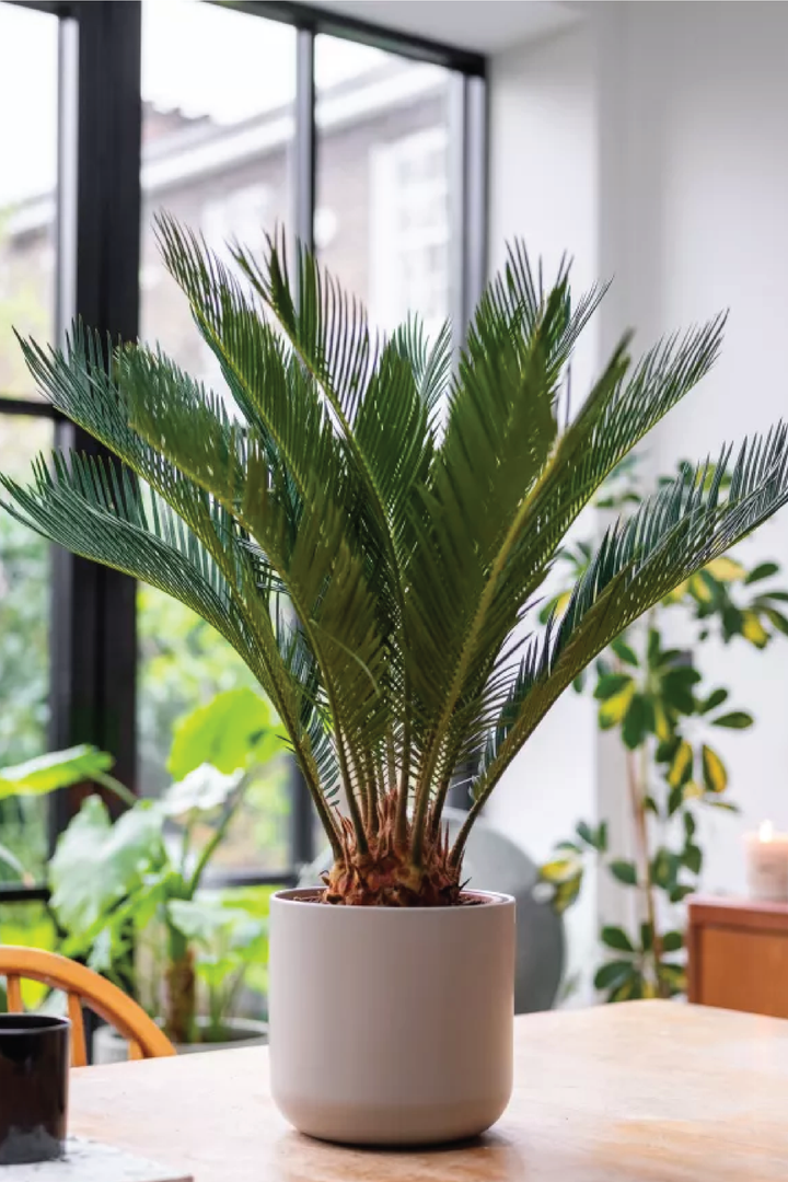 SAGO PALM PLANT