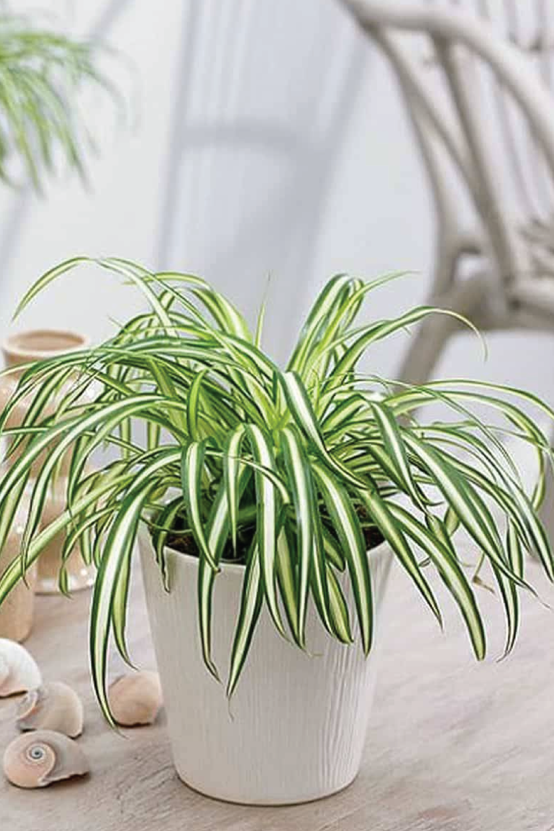SPIDER PLANT