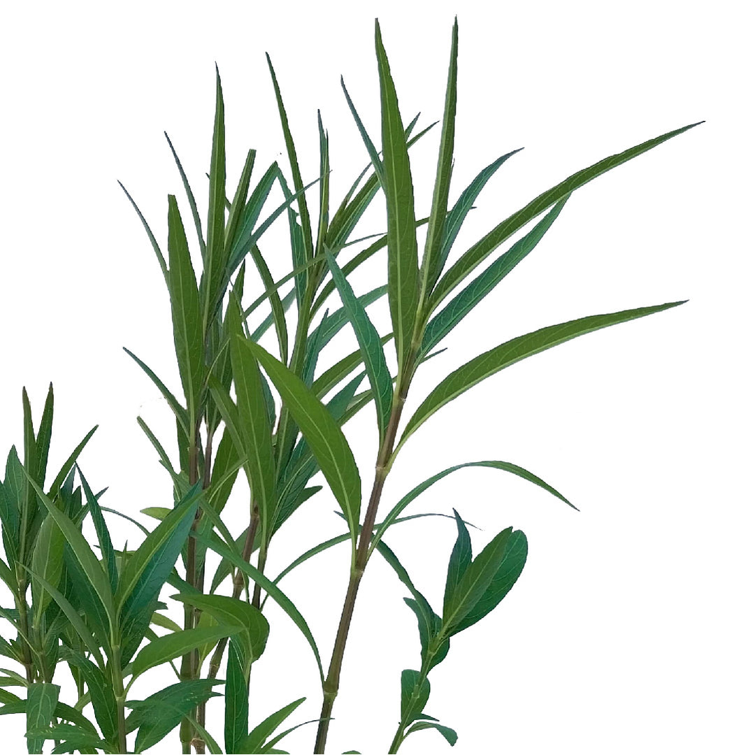 NERIUM OLEANDER PLANT