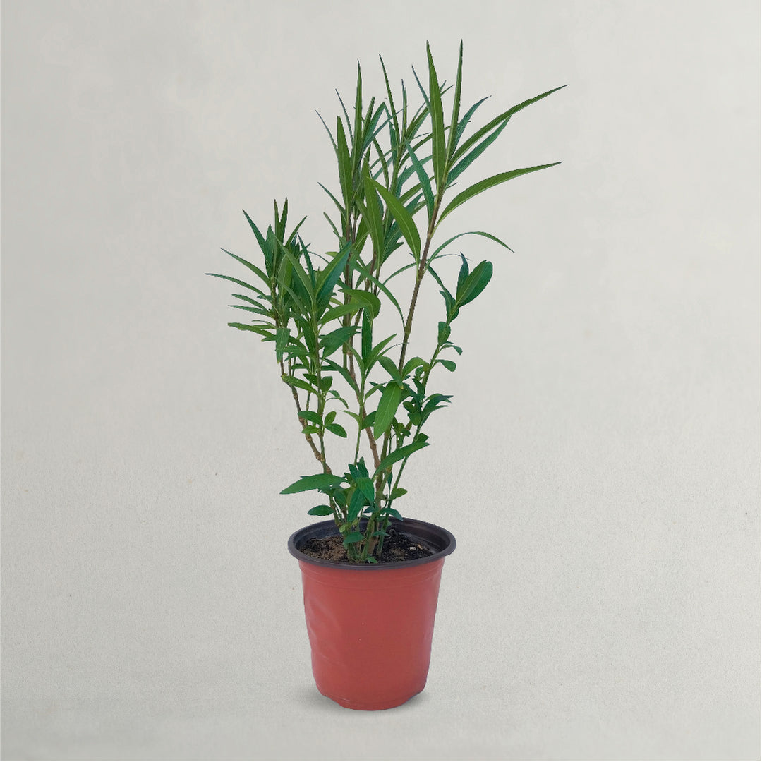 NERIUM OLEANDER PLANT
