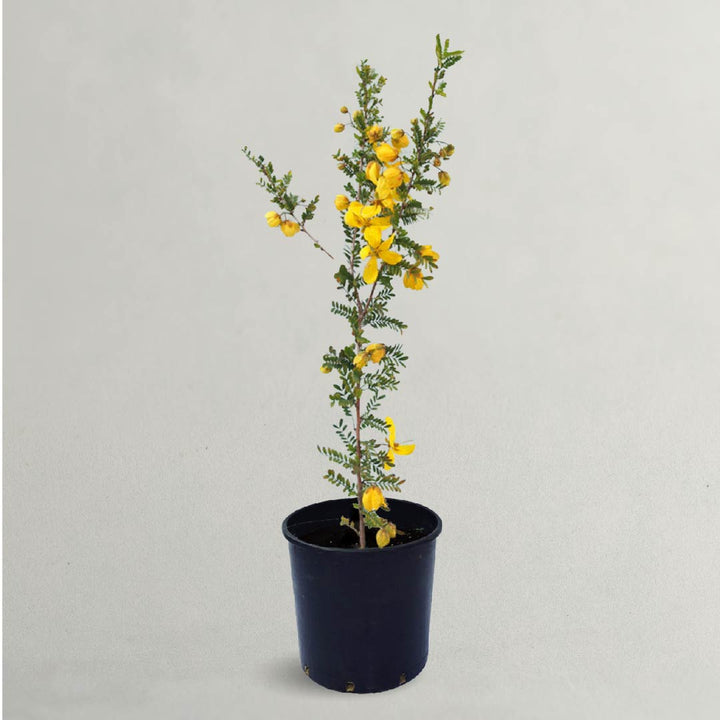 Cassia or Senna Polyphylla Tree