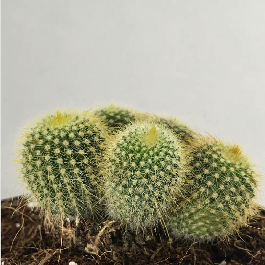 Cactus Plant