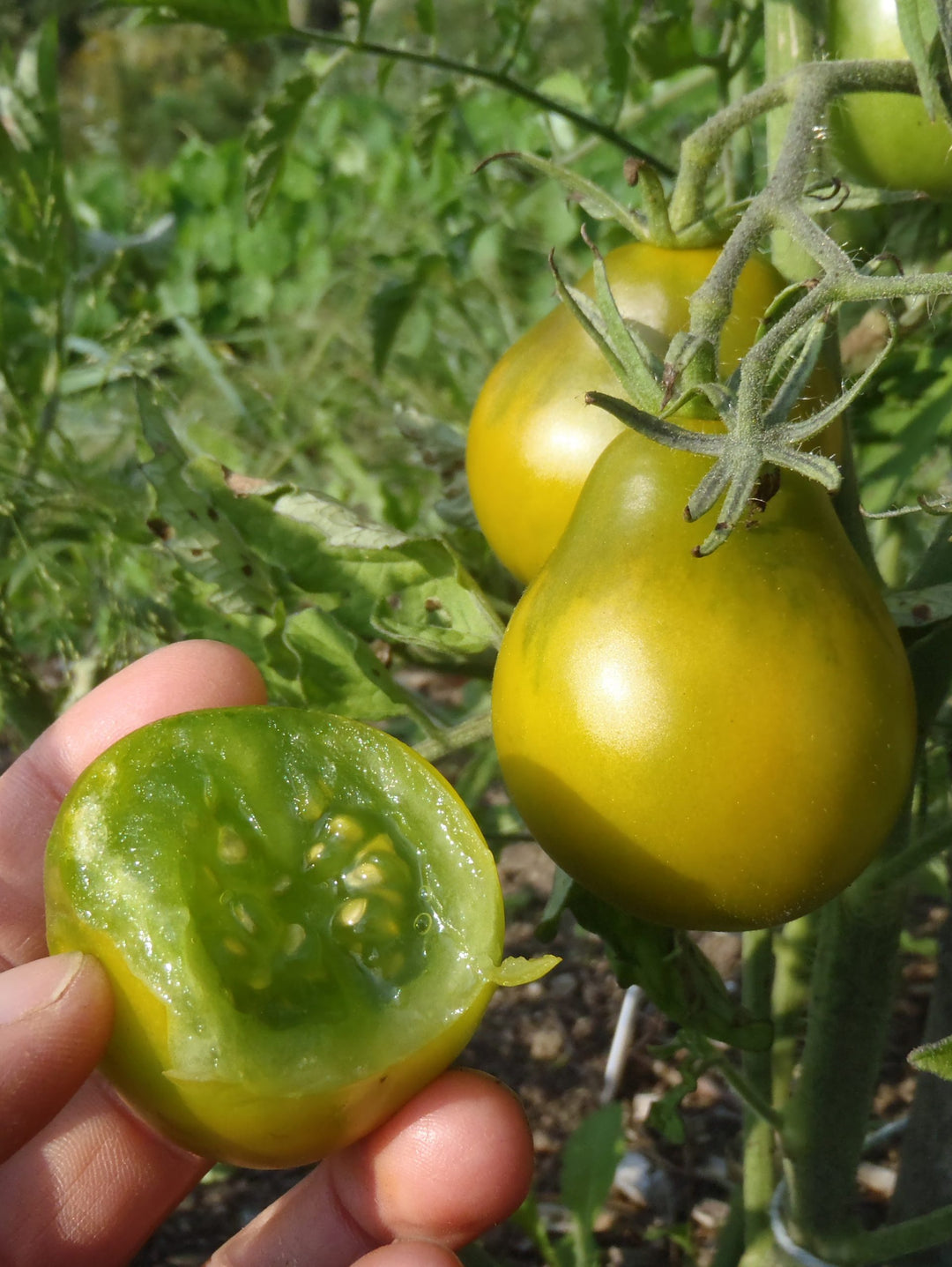 ORGANIC TOMATO CHEROKEE PEAR SEEDLING<br>شتلات الطماطم العضوية شيروكي بير