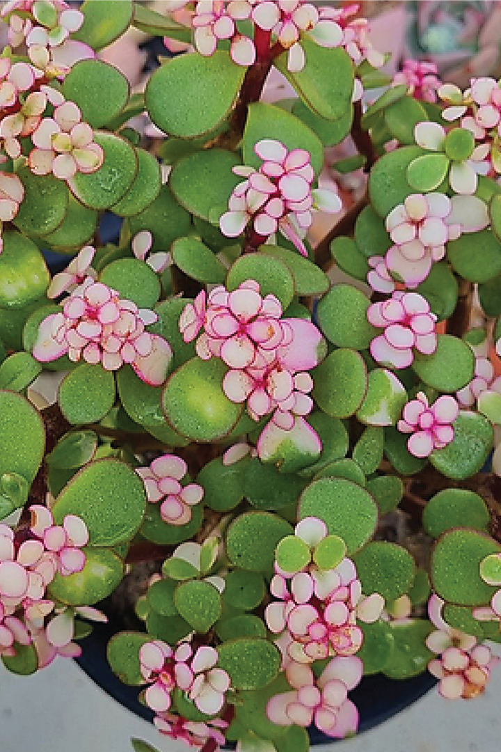 PORTULACARIA AFRA PLANT